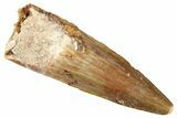 Fossil Spinosaurus Tooth - Real Fossil Tooth #372925-1